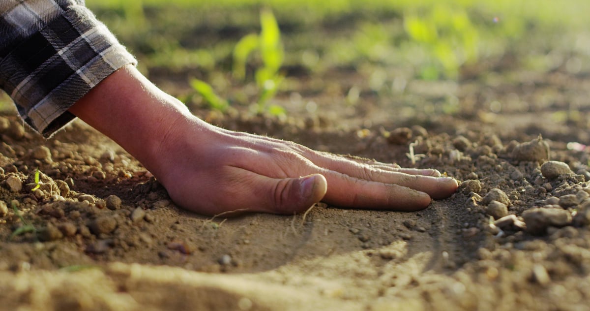 Senior male farmer hands planting young seedlings