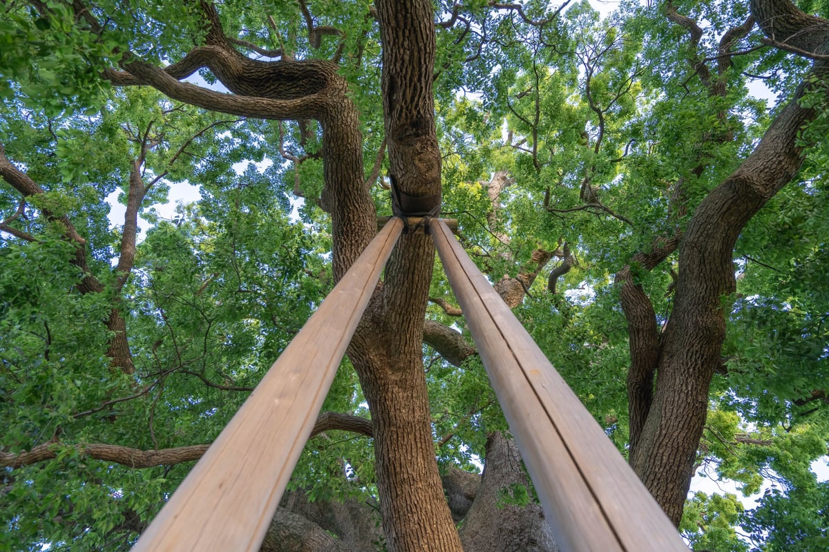 Camphor tree