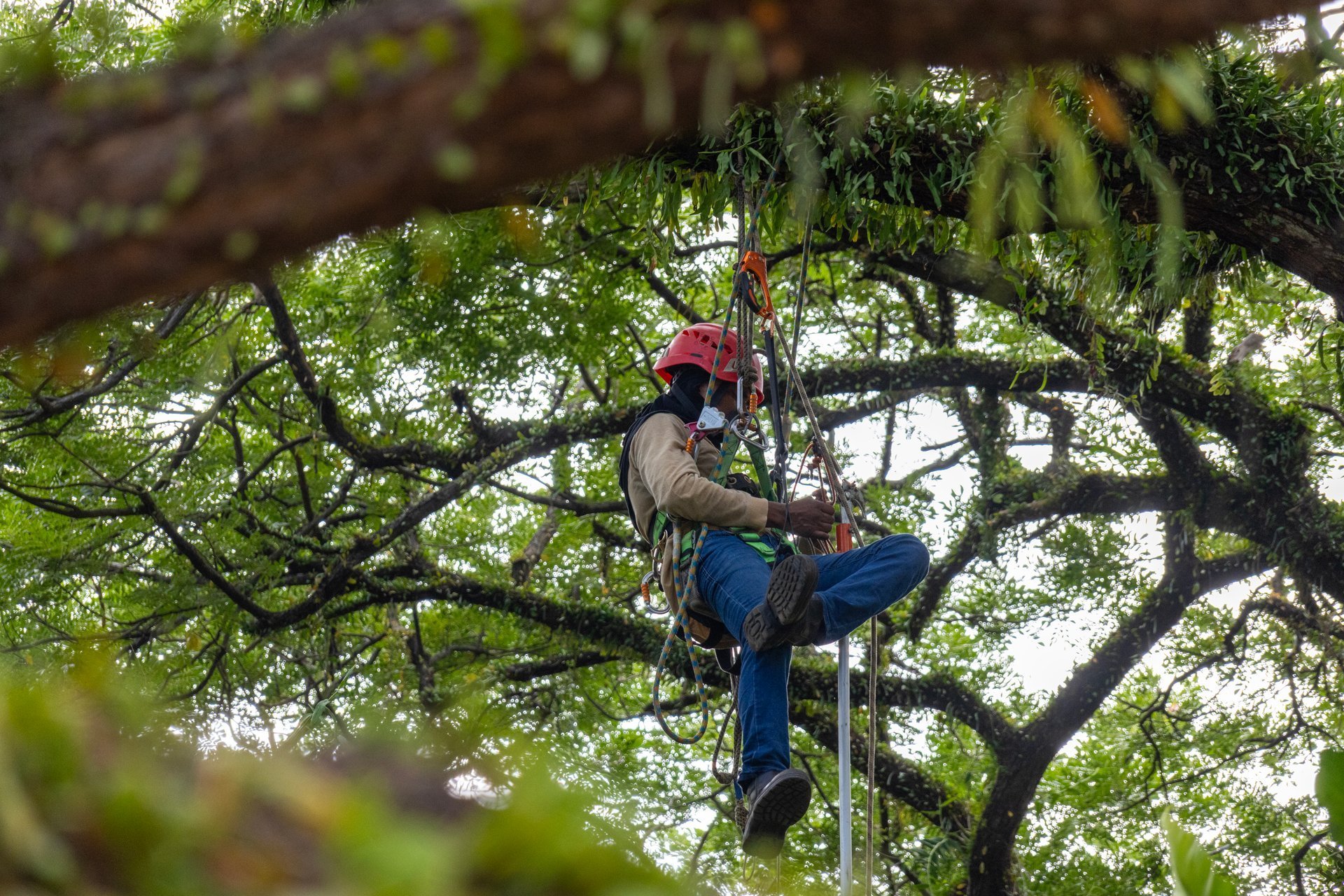 Worker suspended on a tree branch to trim the branch with a saw