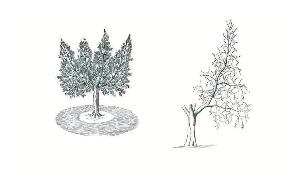 Two tree illustrations: left shows a detailed tree with full foliage and roots in circular ground; right shows a bare tree with sparse branches and exposed root system