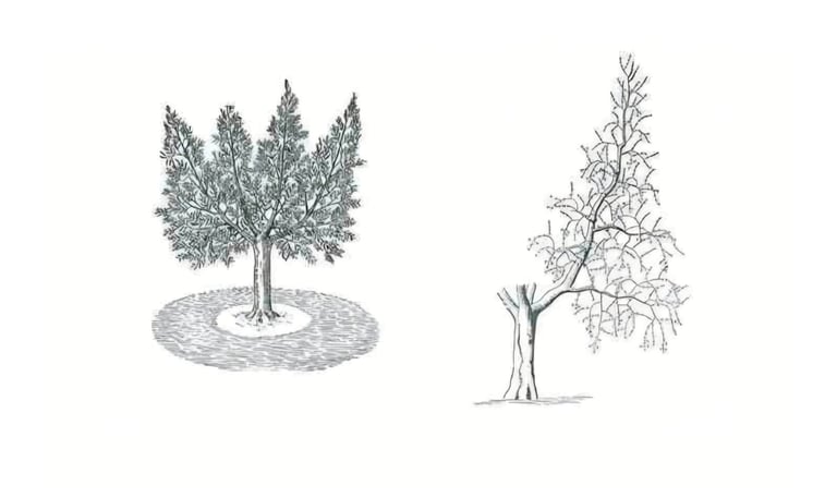 Two tree illustrations: left shows a detailed tree with full foliage and roots in circular ground; right shows a bare tree
