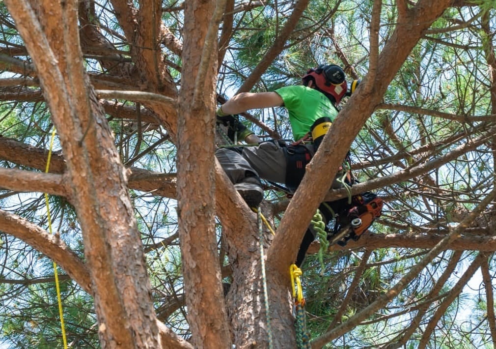 Tree climber in safety gear ascending a large tree with rope equipment during outdoor climbing activity