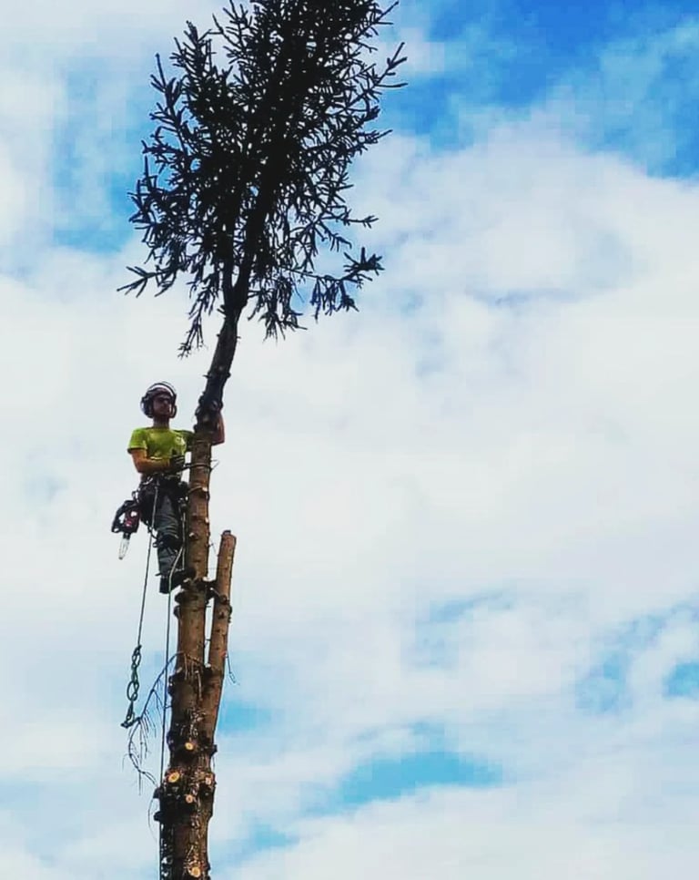 Tree climber in yellow safety gear ascending tall tree trunk with rope equipment against cloudy blue sky