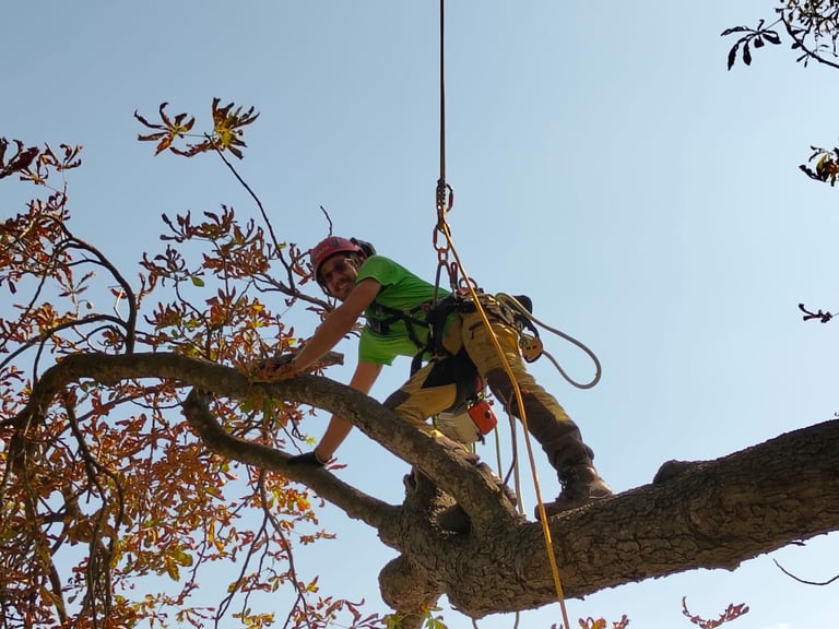 A tree trimmer with a rope and harness works on a high branch against a blue sky