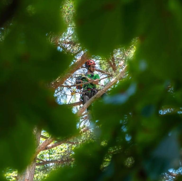 Green parrot perched on a tree branch viewed through dense green foliage